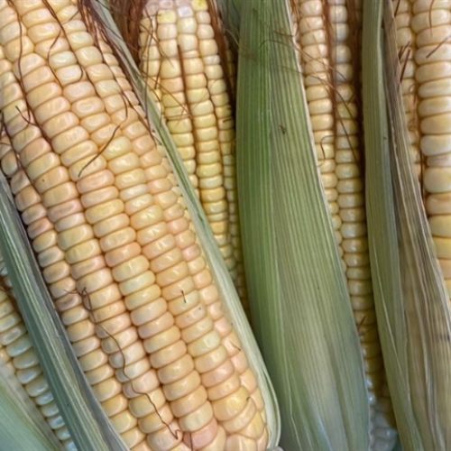 Geadas podem comprometer safra de milho no Paraná