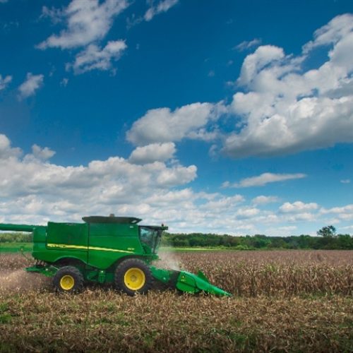 Milho: início da colheita pressiona preços