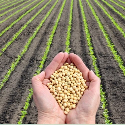 Exportações de soja crescem 13% em Goiás