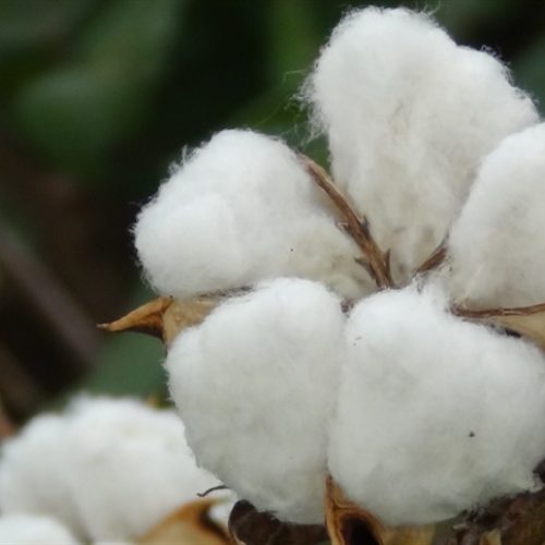 Mato Grosso: vendas de algodão atingem 57% da safra