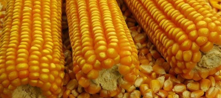Mercado de milho fecha estável e com baixa liquidez