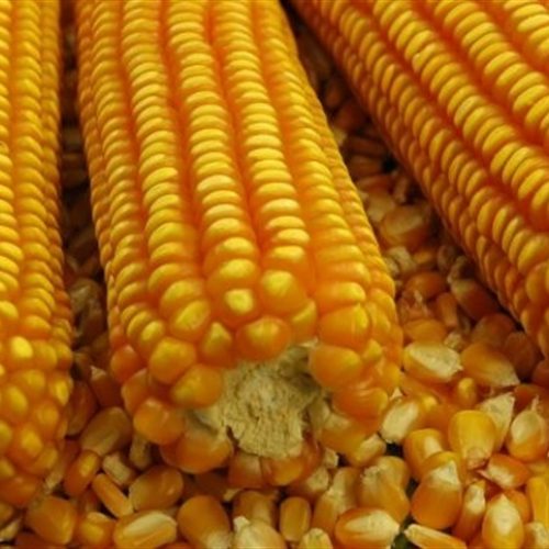 Preços do milho resistem com vendas mais cautelosas