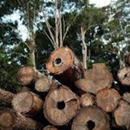 Empresa brasileira se destaca no Forest 500
