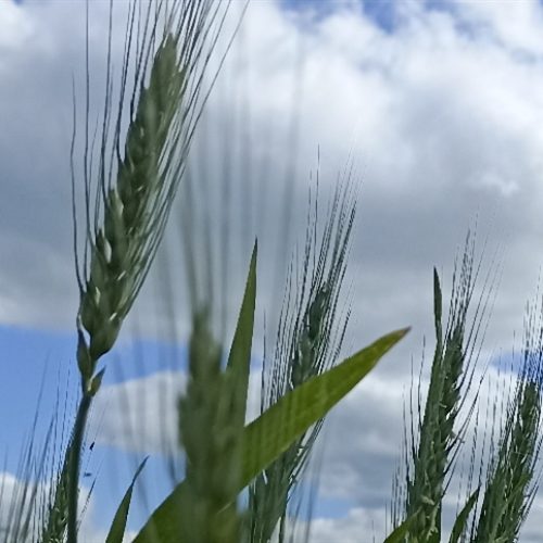 Mercados agrícolas iniciam semana sem direção única