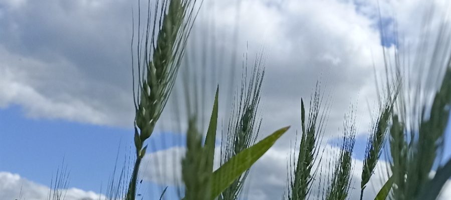 Mercados agrícolas iniciam semana sem direção única