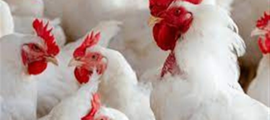 Sinais silenciosos derrubam produção de aves