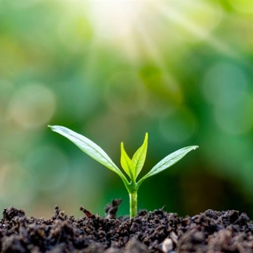 Microrganismos no controle de pragas: Sustentabilidade