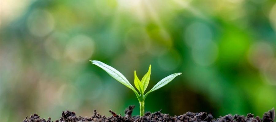 O que ninguém vê no solo pode salvar sua lavoura