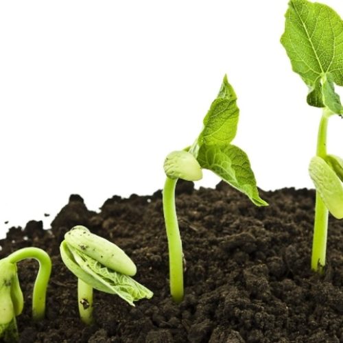 Nutrição adequada garante qualidade do feijão  