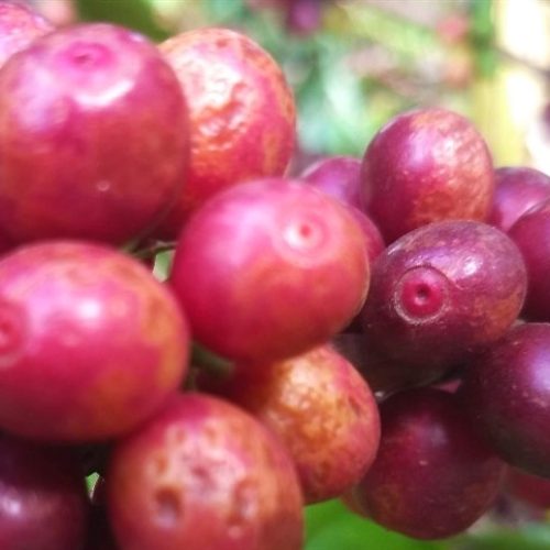 Estoques certificados em queda impulsionam preços do café