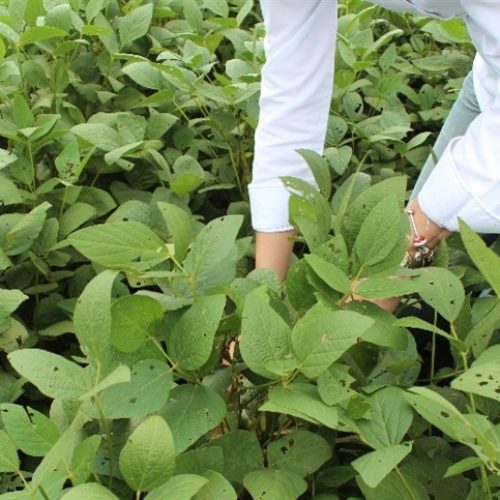 Levantamento avalia adoção de biológicos na soja