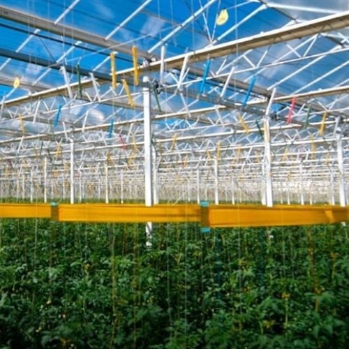 Cultivo protegido ganha espaço no Brasil