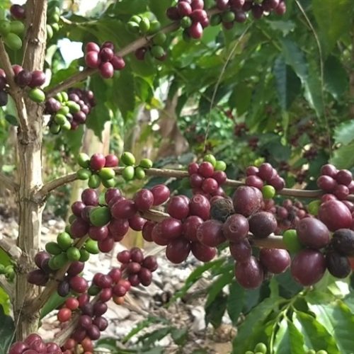 Microrganismos melhoram sabor e saúde do café