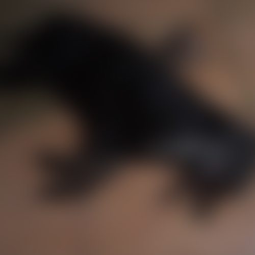 MALDADE: Sorriso moradores denunciam envenenamento de cães e gatos no Jardim Primavera