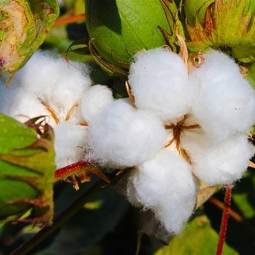 Programa de melhoramento do algodão é destaque