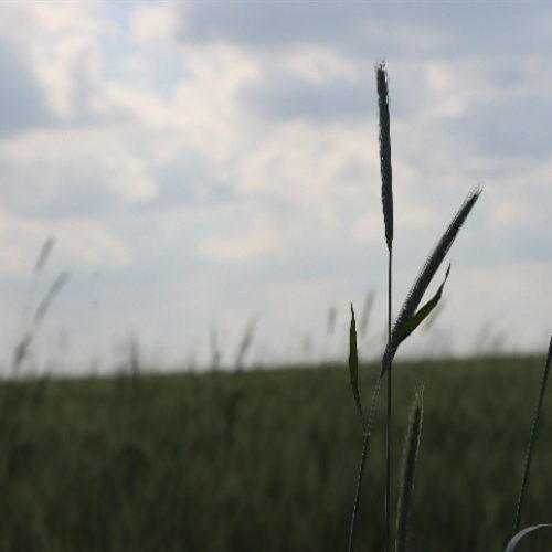 Santa Catarina: estimativas iniciais para a safra de inverno 2025/26