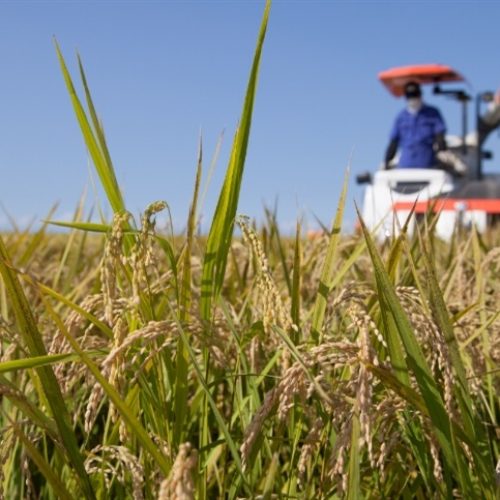 Abertura da Colheita do Arroz 2026 aposta em “conectar campo e mercado” em meio à crise do setor