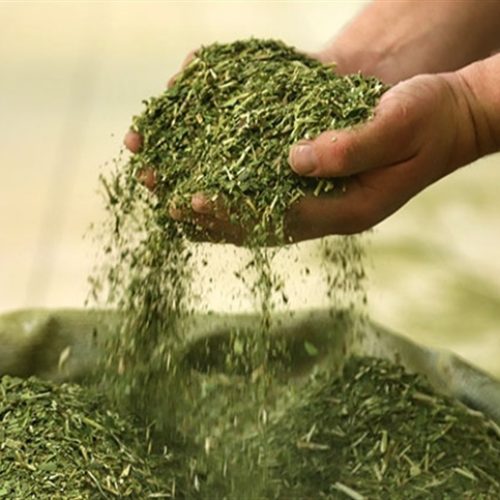 Bebida do fruto da erva-mate deve chegar em 2026