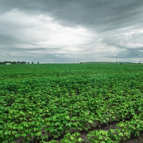 Avanço da safra argentina mostra contraste hídrico