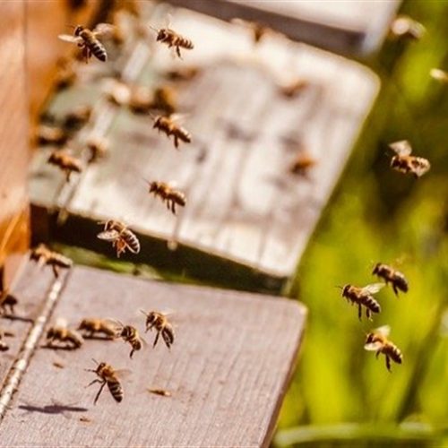 Vigilância das abelhas: estudo alerta para pragas na América Latina