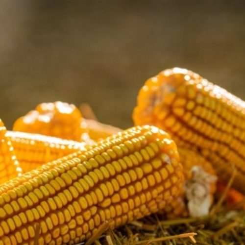 Virada no milho agita negócios e chama atenção