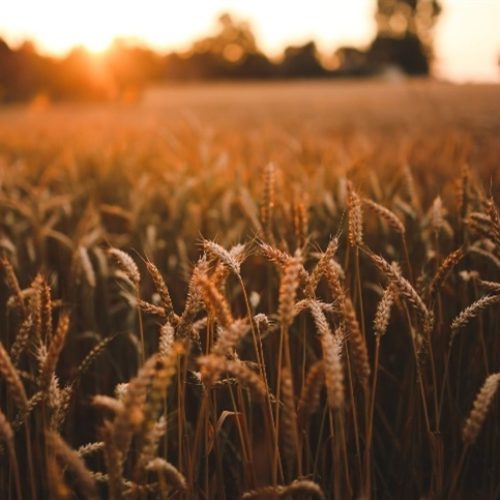 Com dólar favorável, trigo importado ganha espaço