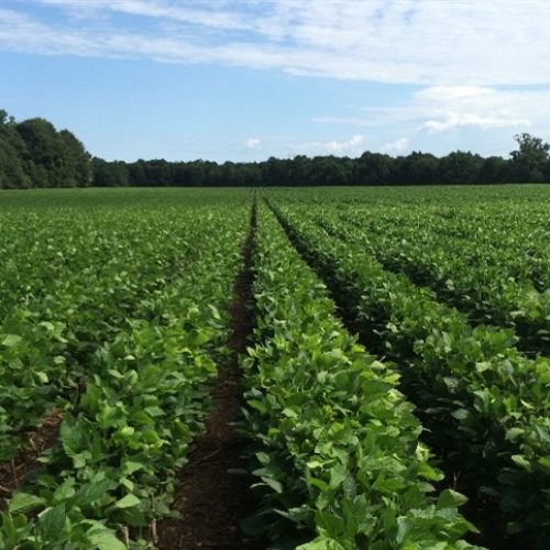 Percevejos podem reduzir em até 30% a produção de soja