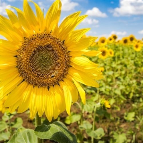 Safras argentinas: milho e girassol em crescimento