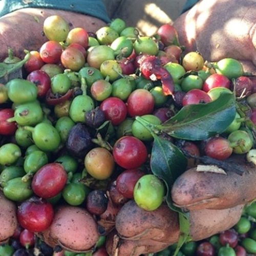 Futuros do café sobem com recuperação do real