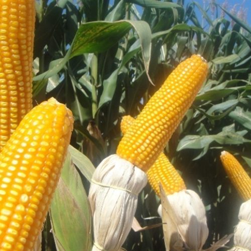 Milho sobe na B3 com atenção ao clima