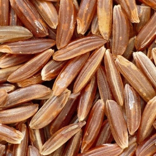 Exportação de arroz em casca é um marco