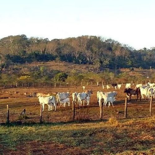 Agropecuária ocupa territórios próximos aos preservados na Amazônia