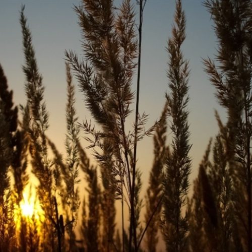 Preços do trigo sobem no Brasil