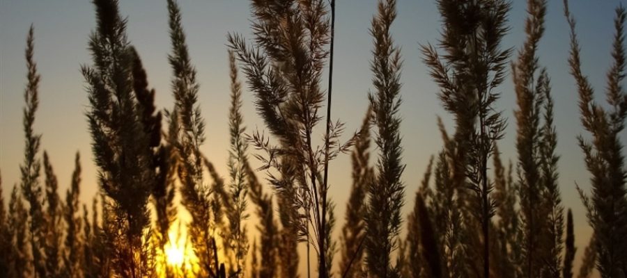 Preços do trigo sobem no Brasil