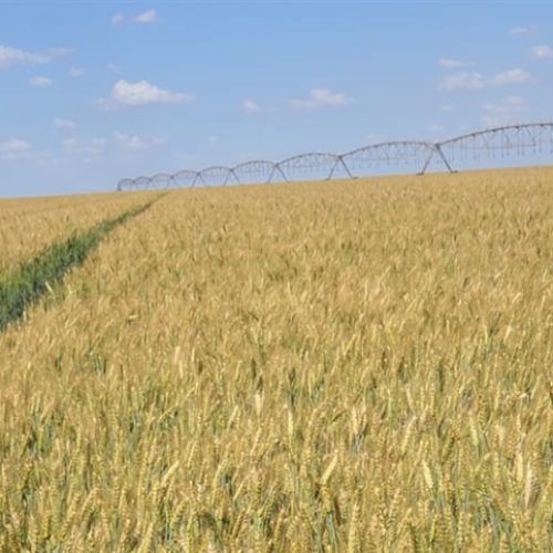 Trigo avança no Brasil Central e mostra potencial para reduzir importações
