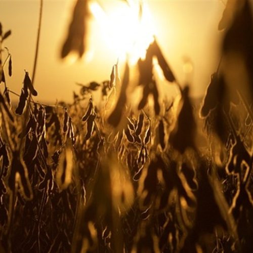 El Niño entra no radar do mercado da soja