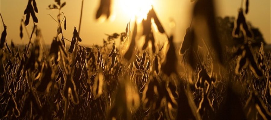 El Niño entra no radar do mercado da soja