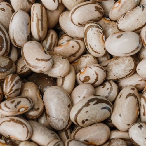 Feijão-carioca inicia safra em SP com qualidade promissora