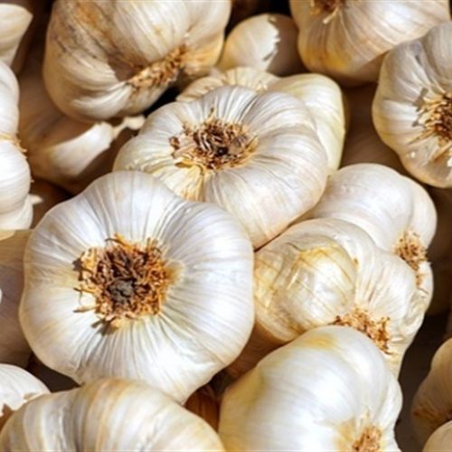 Biotecnologia impulsiona potencial produtivo do alho