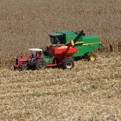 Produção recorde reforça pressão sobre preços do milho