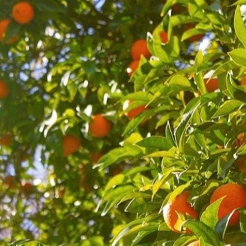 Inseticidas e bioestimulantes fortalecem manejo de pomares