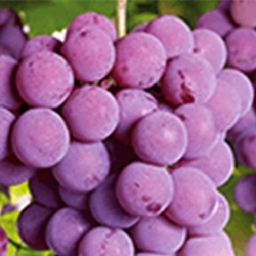 Setor prevê avanço na produção de uva