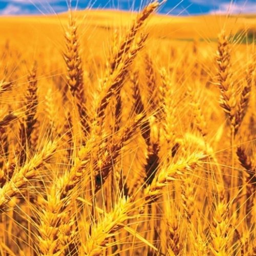 Trigo segue dentro de um padrão