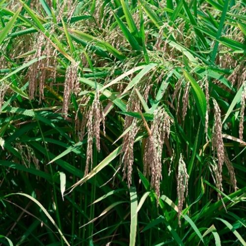 Semeadura acelera e muda debate sobre área de arroz