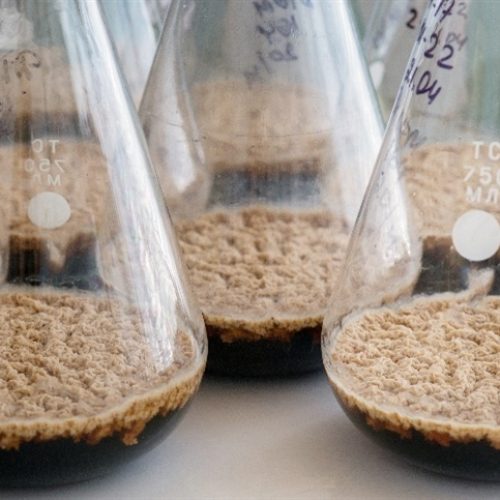 Bioestimulante avança após testes em cinco culturas