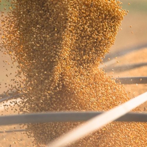 Mercado projeta soja pressionada em 2026