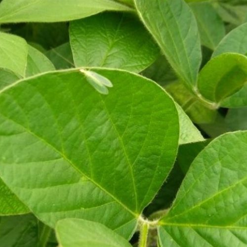 Confira como está o mercado da soja