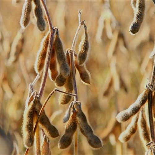 Cautela marca negociações da soja em Chicago