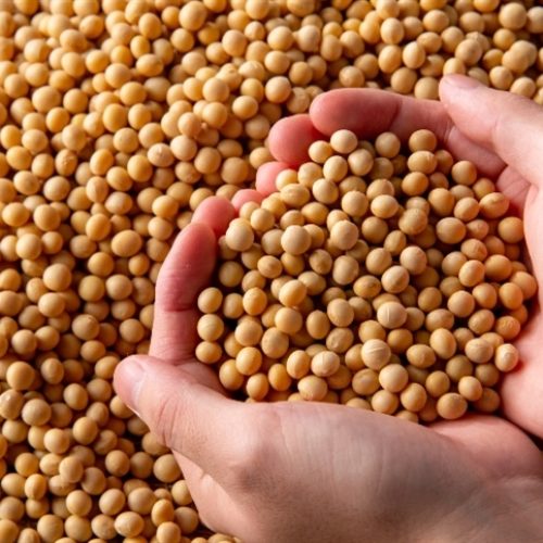 Bom dia: Soja ainda enfrenta desafios