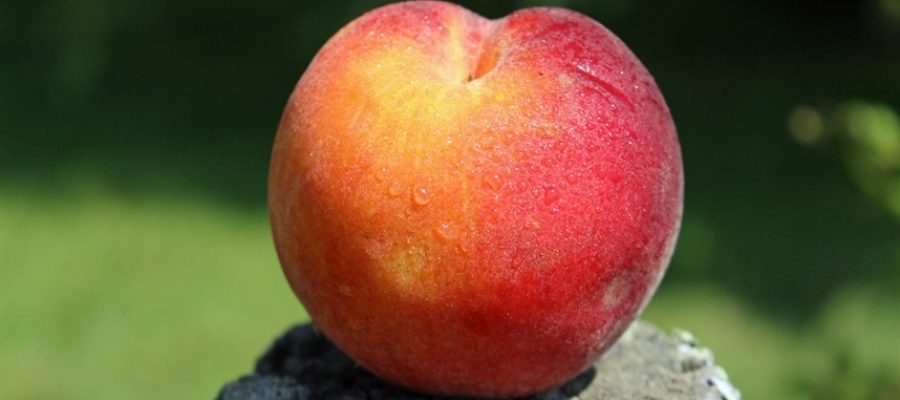 Brasil amplia mercado para nectarinas importada